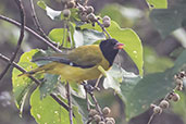 Eastern Black-headed Oriole, Yabello, Ethiopia, January 2016 - click for larger image