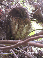 Madagascar Scops-owl, Perinet, Madagascar, January 2016 - click for larger image