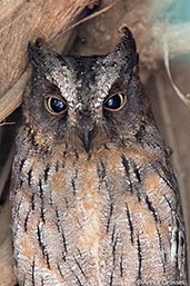 Madagascar Scops-owl, Berenty Reserve, Madagascar, January 2016 - click for larger image