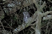 African Scops-owl, Yabello, Ethiopia, January 2016 - click for larger image