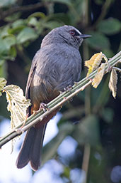 Abyssinian Catbird, Bale Mountains, Ethiopia, January 2016 - click for larger image