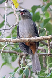 Abyssinian Catbird, Lalibela, Ethiopia, January 2016 - click for larger image