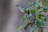 Abyssinian Catbird, Lalibela, Ethiopia, January 2016 - click for larger image