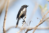 Pale-eyed Black Tit, Shai Hills, Ghana, May 2011 - click for larger image