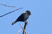 White-backed Black Tit, Bale Mountains, Ethiopia, January 2016 - click for larger image