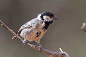 Somali Tit, Yabello, Ethiopia, January 2016 - click for larger image