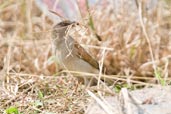 Grey-headed Sparrow, Shama, Ghana, May 2011 - click for larger image