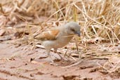 Grey-headed Sparrow, Shama, Ghana, May 2011 - click for larger image