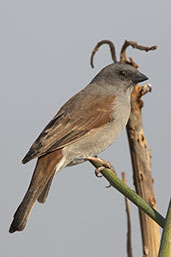 Swainson's Sparrow, Lake Ziway, Ethiopia, January 2016 - click for larger image