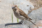 Swainson's Sparrow, Melka Ghebdu Track, Ethiopia, January 2016 - click for larger image
