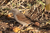 Swainson's Sparrow, Lalibela, Ethiopia, January 2016 - click for larger image