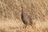 Coqui Francolin, Bogol-Manyo Road, Ethiopia, January 2016 - click for larger image