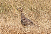 Coqui Francolin, Bogol-Manyo Road, Ethiopia, January 2016 - click for larger image