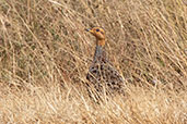 Coqui Francolin, Bogol-Manyo Road, Ethiopia, January 2016 - click for larger image