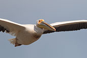 Great White Pelican, Lake Ziway, Ethiopia, January 2016 - click for larger image