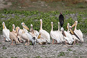 Great White Pelican, Lake Ziway, Ethiopia, January 2016 - click for larger image