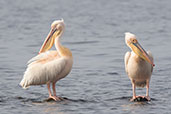 Great White Pelican, Lake Shalla, Ethiopia, January 2016 - click for larger image
