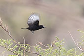 White-fronted Black-chat, Lalibela, Ethiopia, January 2016 - click for larger image