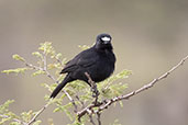 White-fronted Black-chat, Lalibela, Ethiopia, January 2016 - click for larger image