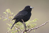 White-fronted Black-chat, Lalibela, Ethiopia, January 2016 - click for larger image