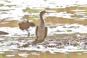 Long-tailed Cormorant, Ghana, May 2011 - click for larger image