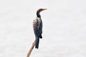 Long-tailed Cormorant, Ghana, May 2011 - click for larger image