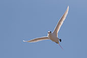 Red-tailed Tropicbird, Nosy Ve, Madagascar, November 2016 2016 - click for larger image