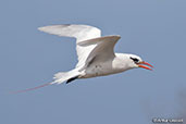 Red-tailed Tropicbird, Nosy Ve, Madagascar, November 2016 2016 - click for larger image