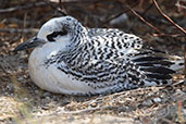 Red-tailed Tropicbird, Nosy Ve, Madagascar, November 2016 2016 - click for larger image