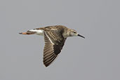 Ruff, Lake Abijatta, Ethiopia, January 2016 - click for larger image