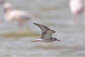 Ruff, Lake Abijatta, Ethiopia, January 2016 - click for larger image