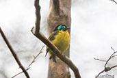 Schlegel's Asity, Ankarafantsika, Madagascar, November 2016 2016 - click for larger image