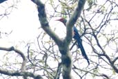 White-headed Wood Hoopoe, Antutu Forest, Ghana, May 2011 - click for larger image