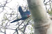 White-headed Wood Hoopoe, Antutu Forest, Ghana, May 2011 - click for larger image