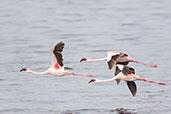 Lesser Flamingo, Lake Shalla, Ethiopia, January 2016 - click for larger image