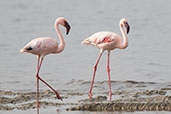 Lesser Flamingo, Lake Shalla, Ethiopia, January 2016 - click for larger image