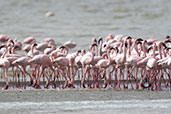 Lesser Flamingo, Lake Abijatta, Ethiopia, January 2016 - click for larger image