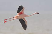 Lesser Flamingo, Lake Abijatta, Ethiopia, January 2016 - click for larger image