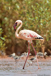 Lesser Flamingo, Betsiboka River, Mahajanga, November 2016 - click for larger image