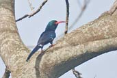 Green Wood Hoopoe, Ghana, June 2011 - click for larger image