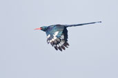 Green Wood Hoopoe, Ghana, June 2011 - click for larger image