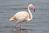 Greater Flamingo, Lake Shalla, Ethiopia, January 2016 - click for larger image