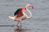 Greater Flamingo, Lake Shalla, Ethiopia, January 2016 - click for larger image