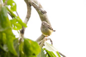 Tit-hylia, Kakum National Park, Ghana, May 2011 - click for larger image