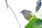 Tit-hylia, Kakum National Park, Ghana, May 2011 - click for larger image