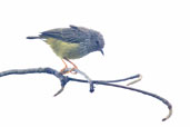 Tit-hylia, Kakum National Park, Ghana, May 2011 - click for larger image