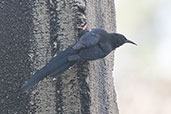 Black-billed Woodhoopoe, Lake Ziway, Ethiopia, January 2016 - click for larger image