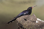 Black-billed Woodhoopoe, Lake Shalla, Ethiopia, January 2016 - click for larger image