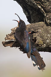 Black-billed Woodhoopoe, Lake Shalla, Ethiopia, January 2016 - click for larger image