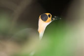 White-necked Picathartes, Ghana, May 2011 - click for larger image